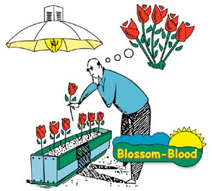 Blossom Blood