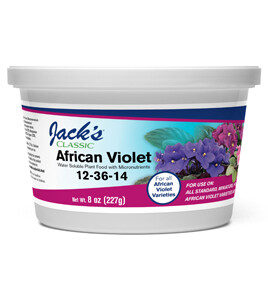 Jacks Classic African Violet