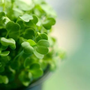 Arugula Microgreen Seeds