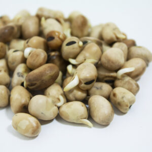 Fava Bean Microgreen Seeds