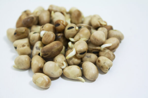 Fava Bean Microgreen Seeds