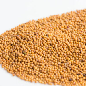 Wasabi Mustard Microgreen Seeds