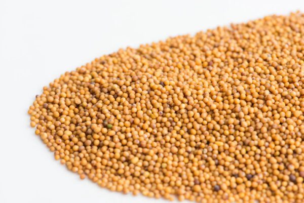 Wasabi Mustard Microgreen Seeds