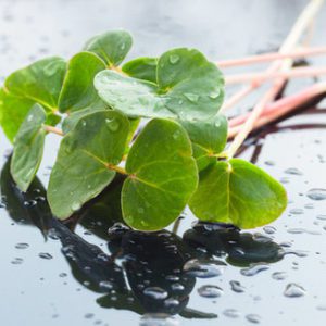 Buckwheat Microgreen Seeds