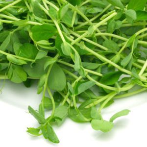 Sweet Pea Microgreen Seeds