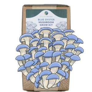 Blue Oyster Mushroom Grow Kit