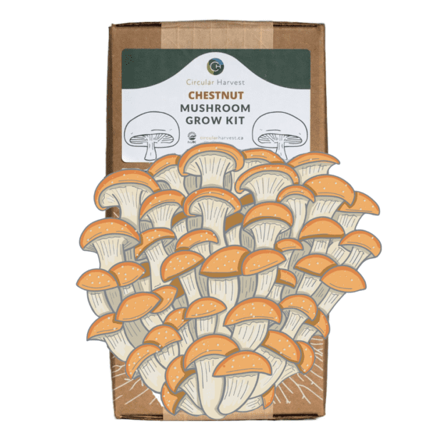 Chestnut Mushroom Grow Kit