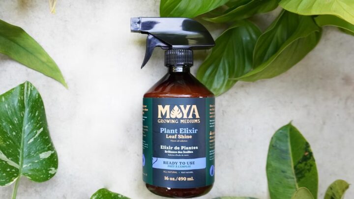 Maya plant elixir spray